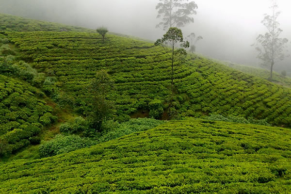 nuwara-eliya