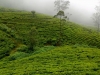 nuwara-eliya